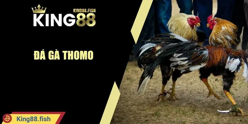 Đá gà Thomo